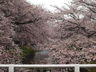 sakurahasi.JPG