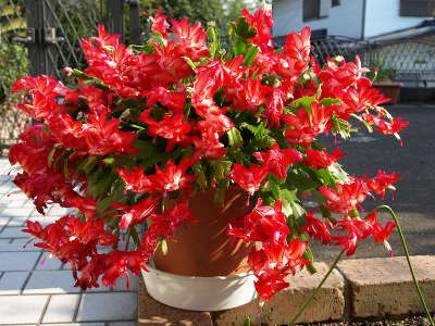 20101228_41.JPG