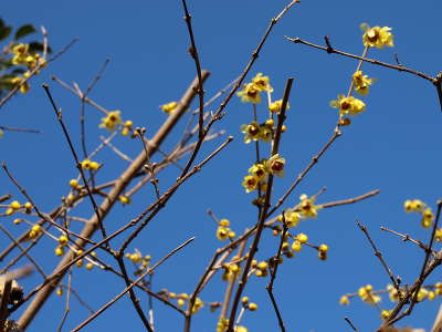20110125_02.JPG
