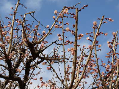 20110227_01.JPG