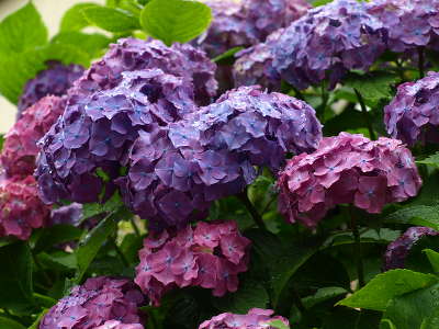 20110617_09.JPG